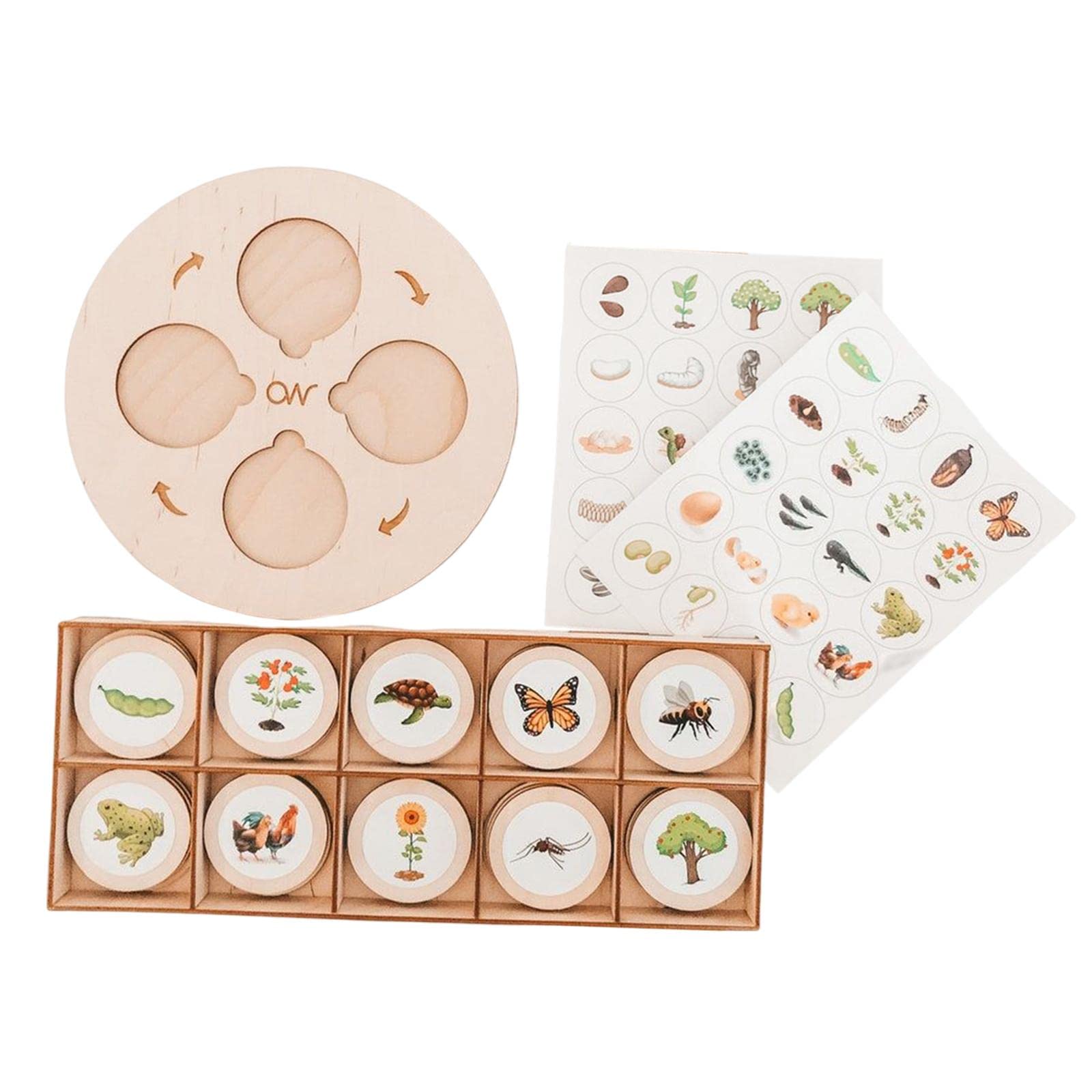 Harilla Life Cycle Tray - Montessori Educational Wooden Puzzles for Kids - STEM Learning Toys for Toddlers Ages 3-5 - Butterfly, Frog & Plant Growth Cycle - Perfect for Homeschool & Classroom Science Activities
