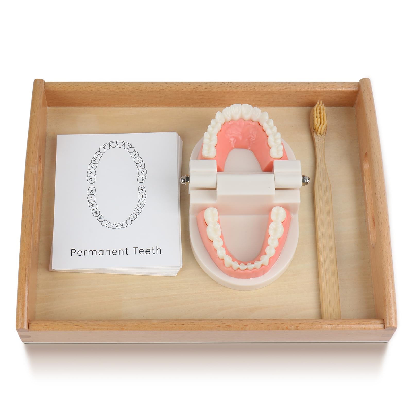 Montessori Practical Life Brushing Teeth Model & Cards Set - Educational Preschool Learning Toys for Toddlers, Homeschool & Classroom Teaching Aid - Perfect for Dental Hygiene Practice & Early Childhood Development