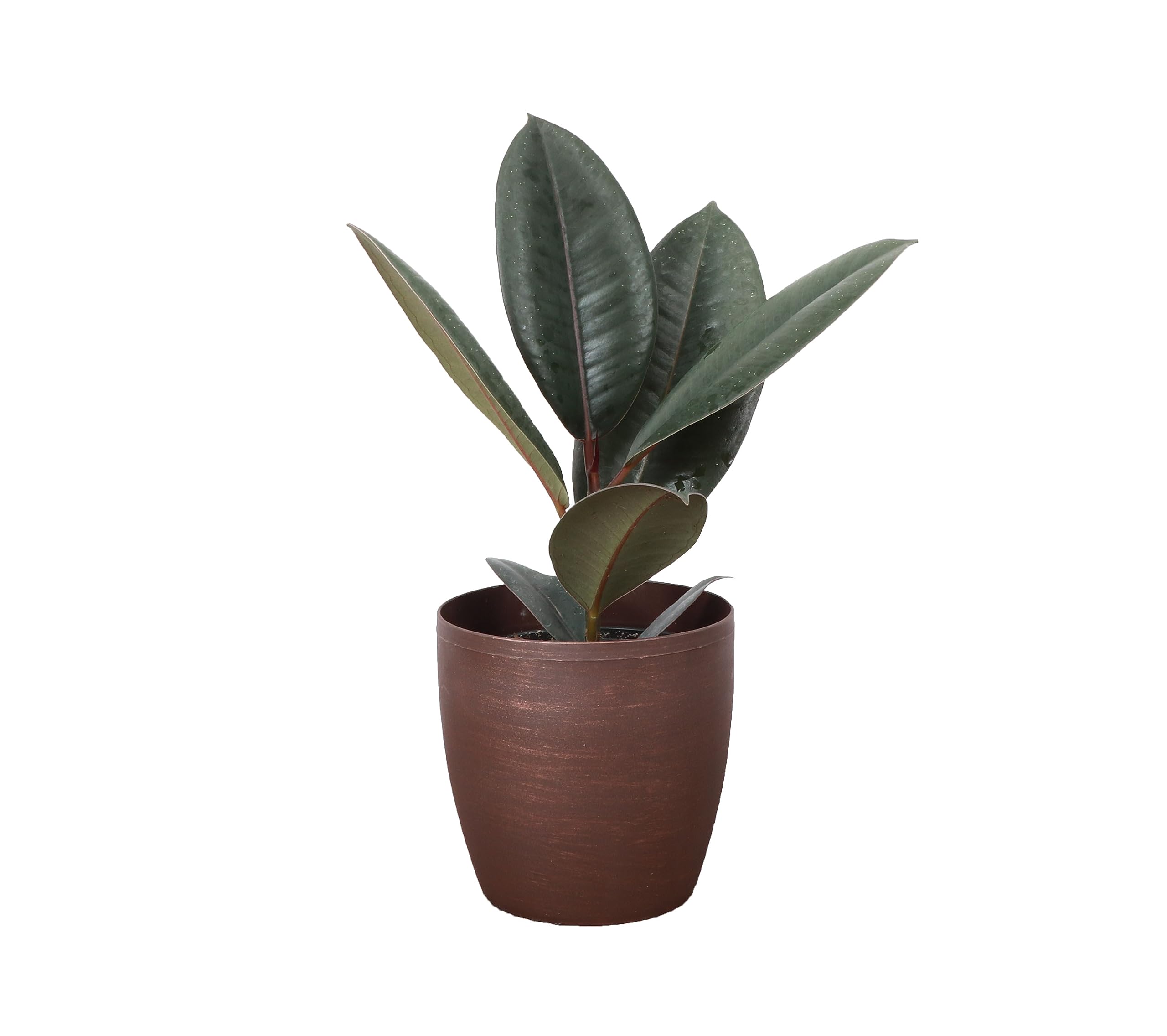 Thorsen's Greenhouse Ficus Elastica Burgundy Rubber Plant - Live Indoor Houseplant in 4