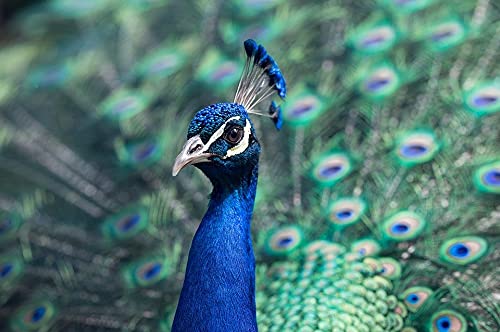 500-Piece Wooden Jigsaw Puzzle - Stunning Peacock Design - Challenging Puzzle Game for Adults & Kids - Perfect for Family Game Night, Stress Relief & Home Decor