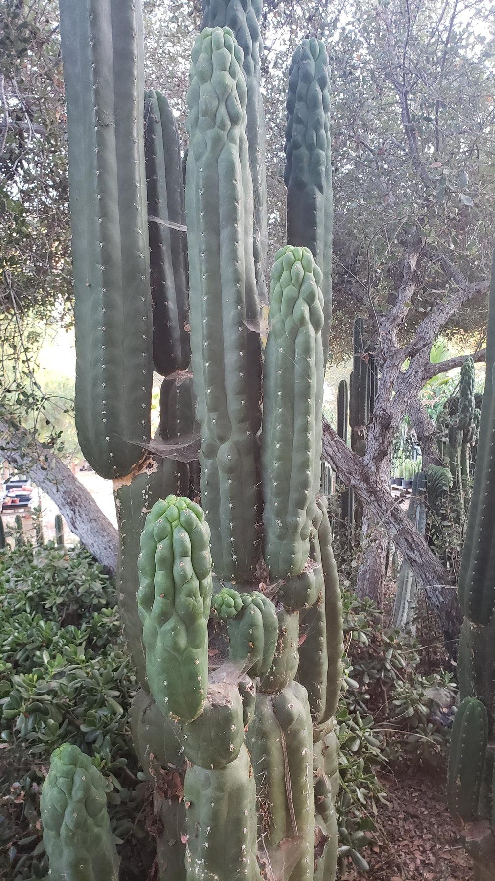 TPM Cactus Cuttings | Trichocereus Pachanoi Monstrose | Live Succulent Plants for Home & Garden Decor