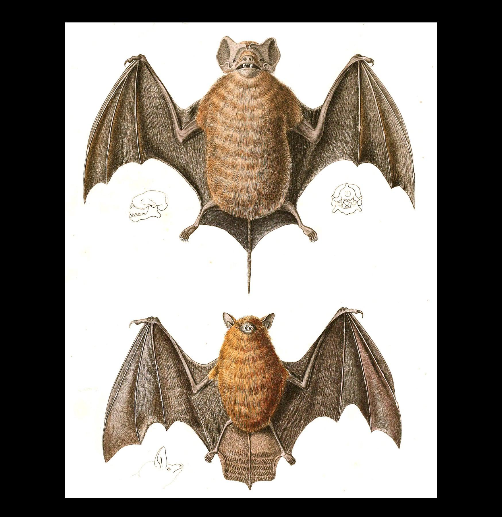 Free Tailed Bats Wall Art - Stunning Wildlife Illustration Canvas Print for Home & Office Decor - Perfect for Nature Lovers, Bat Enthusiasts, and Gothic Interior Design