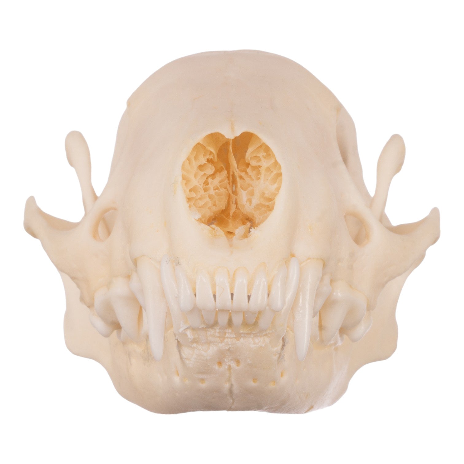 Authentic Real Striped Skunk Skull - Taxidermy Specimen for Science Education, Oddity Collectors & Home Decor | Perfect for Biology Classrooms, Gothic Decor & Natural History Displays