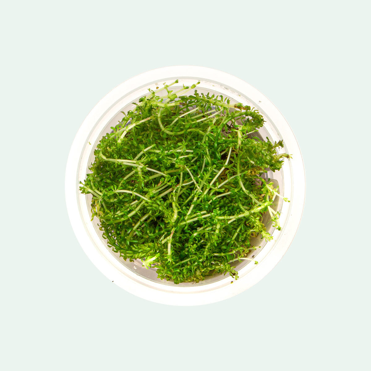 Rotala Bangladesh Aquatic Plant for Aquarium - Live Freshwater Stem Plant for Fish Tank Decoration, Perfect for Aquascaping and Shrimp Tanks