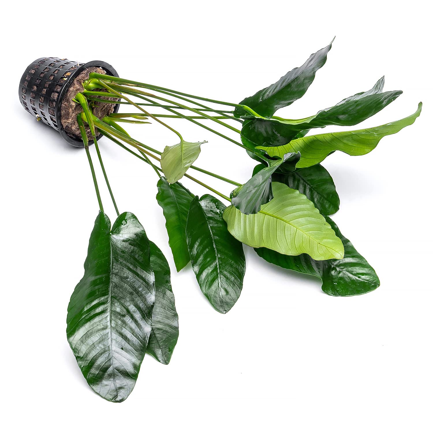 Anubias Barteri Live Aquarium Plants - Potted Freshwater Aquatic Plants for Fish Tanks, Terrariums & Paludariums - Low Light & Beginner Friendly Mother Plant - Perfect for Aquascaping, Shrimp Tanks & Betta Fish Habitats