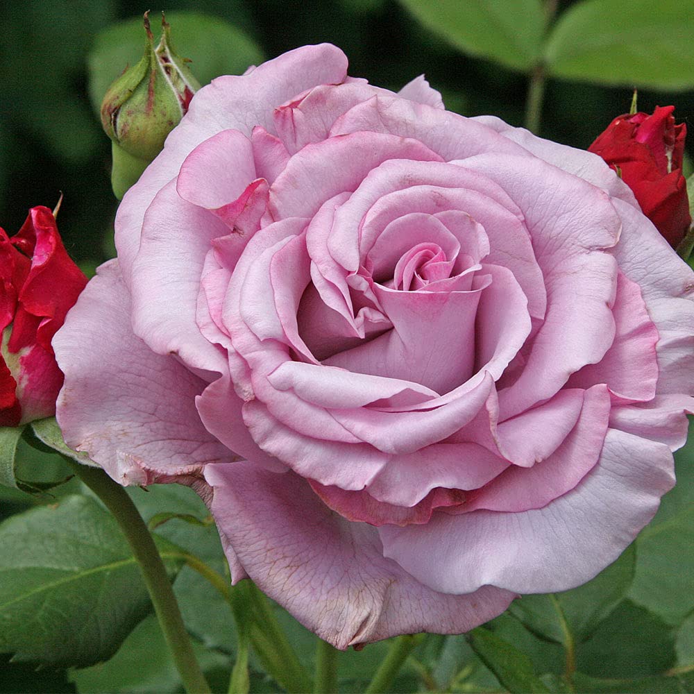Heirloom Roses Neptune™ Purple Hybrid Tea Rose Bush - Live Outdoor Plant for Gardens, Landscaping & Home Decor