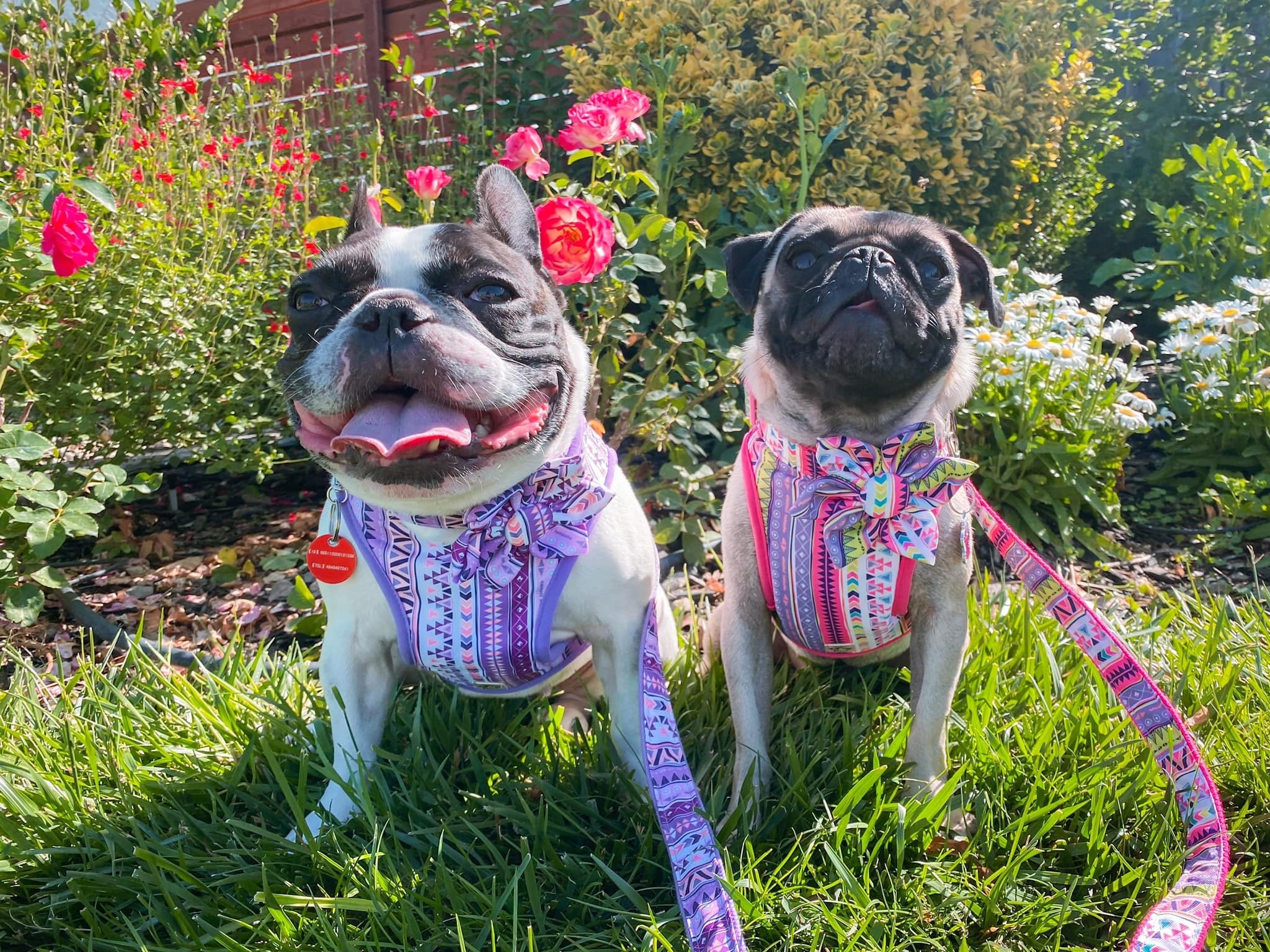 Purple Aztec Flower Dog Collar - Adjustable Pet Collar for Small Medium Large Dogs - Perfect for Walks, Training & Fashion Accessories