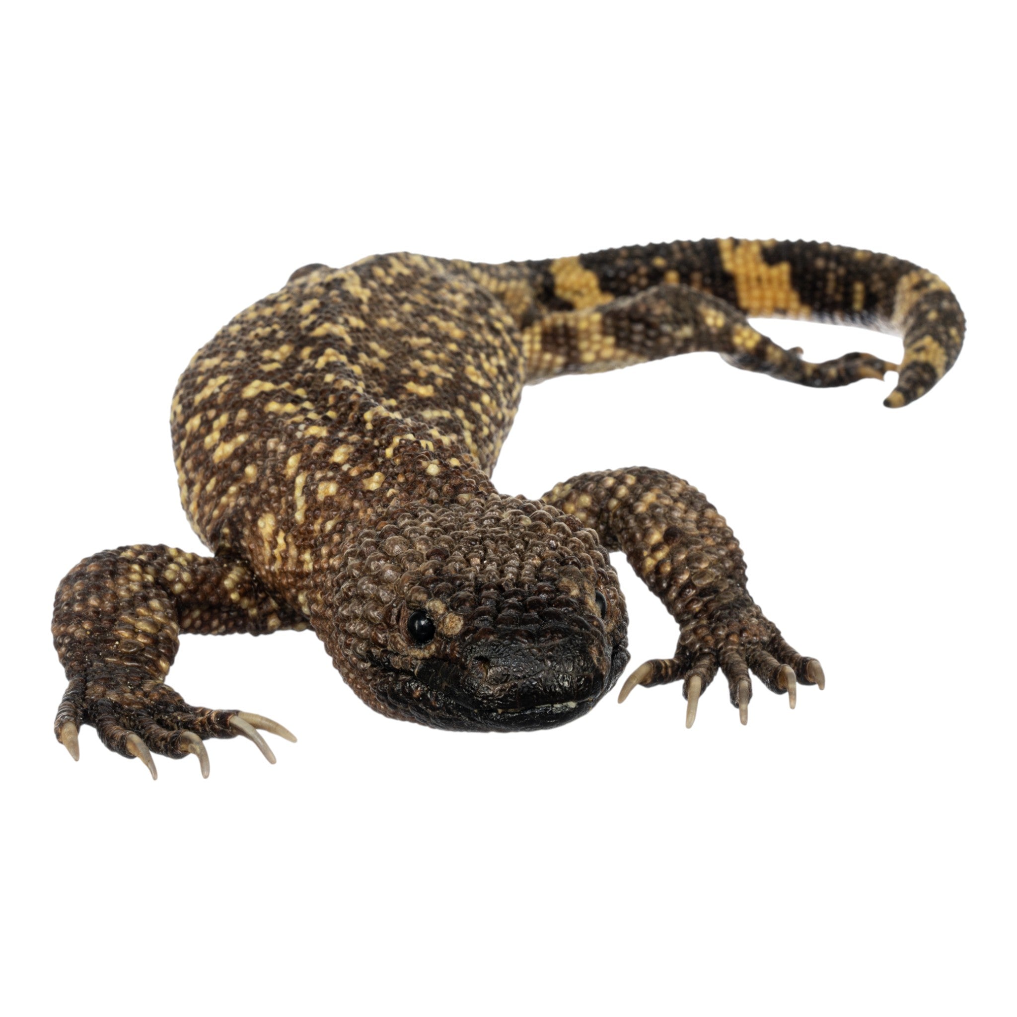 Authentic Preserved Mexican Beaded Lizard Specimen - Taxidermy Reptile Display for Home Decor, Science Education & Collectors