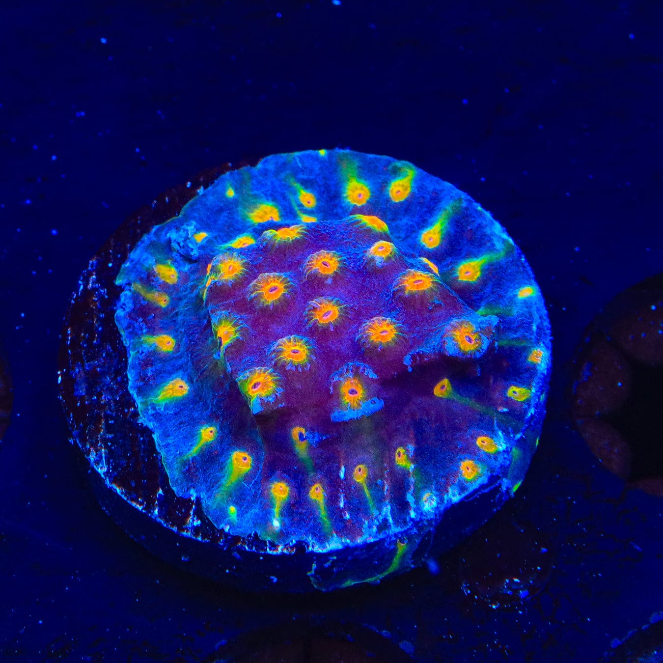 CB Monet Madness Cyphastrea Coral - Rare Saltwater Coral for Reef Aquariums | Perfect for Marine Tank Decoration & Coral Propagation