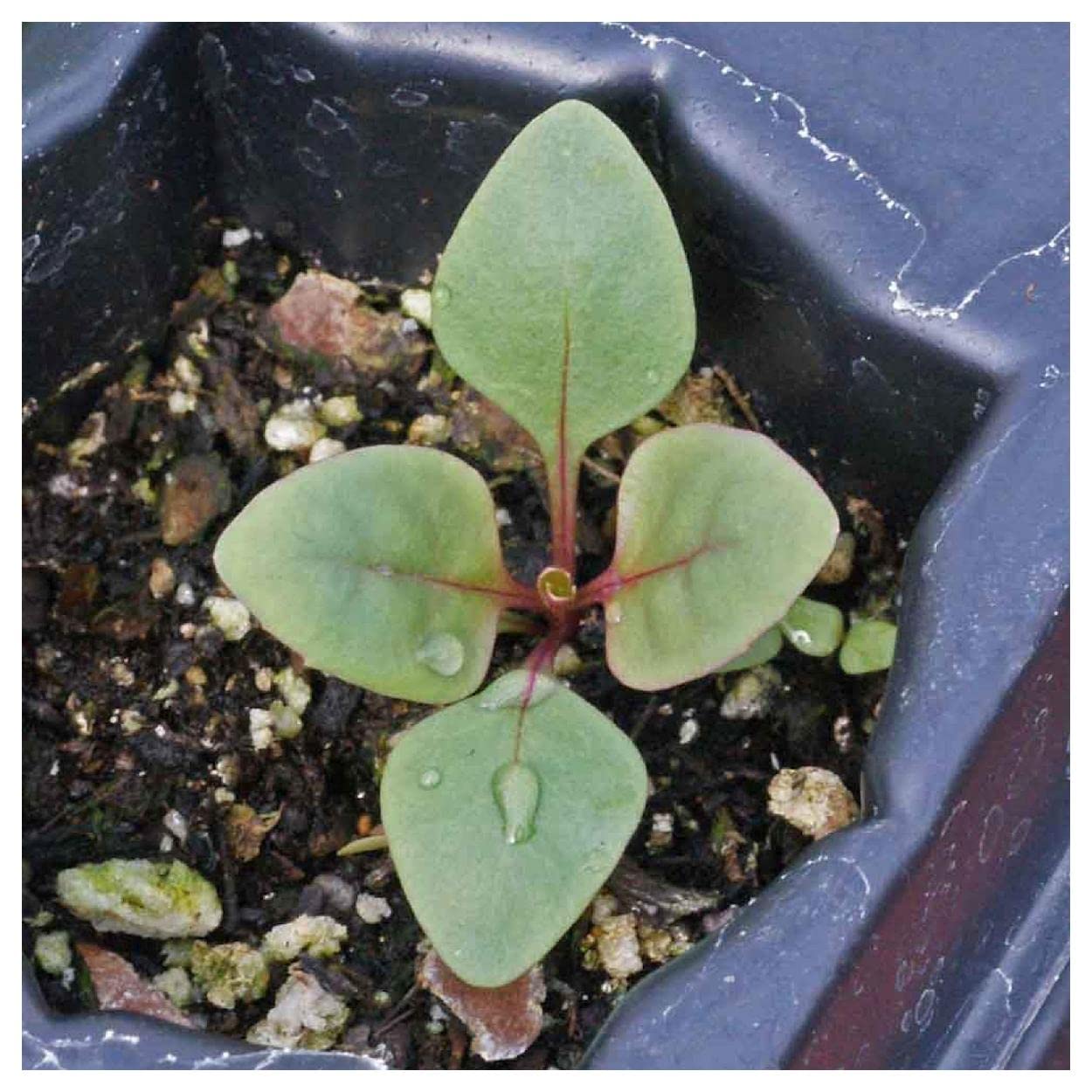 Everwilde Farms - 2000 Palmer's Penstemon Native Wildflower Seeds - Gold Vault Jumbo Seed Packet for Pollinator Gardens, Landscaping & Xeriscaping