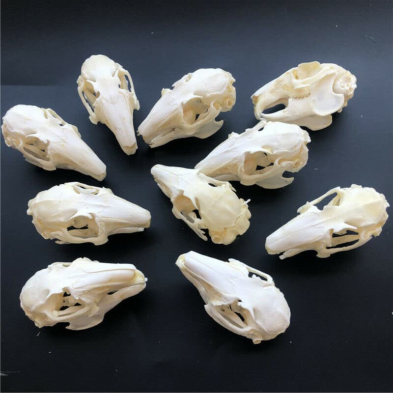 Real Rabbit Skull Taxidermy Specimen - Authentic Animal Bones for Science Education, Home Office Decor & Unique Gift - Perfect for Halloween Decor, Gothic Display & Biology Study (10 Pieces)