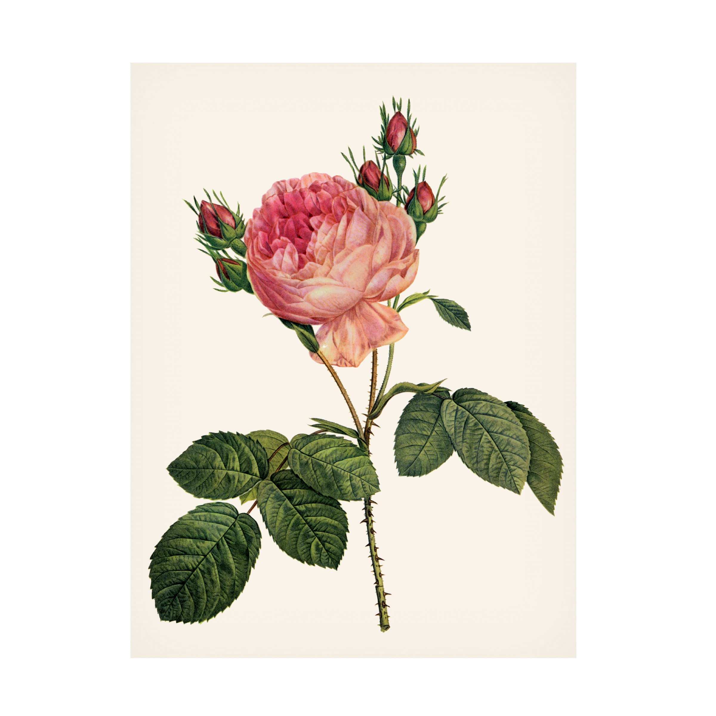 Pierre Redoute 'Redoutes Rose I' Canvas Art Print - Vintage Botanical Flower Wall Decor for Living Room, Bedroom & Office - Trademark Fine Art Collection