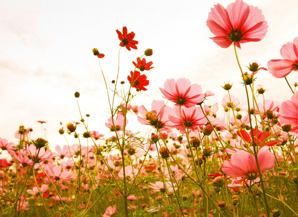 Design Walls Flower Meadow - Decorative Wall Panels for Home & Office - Perfect for Living Rooms, Bedrooms, and Workspaces