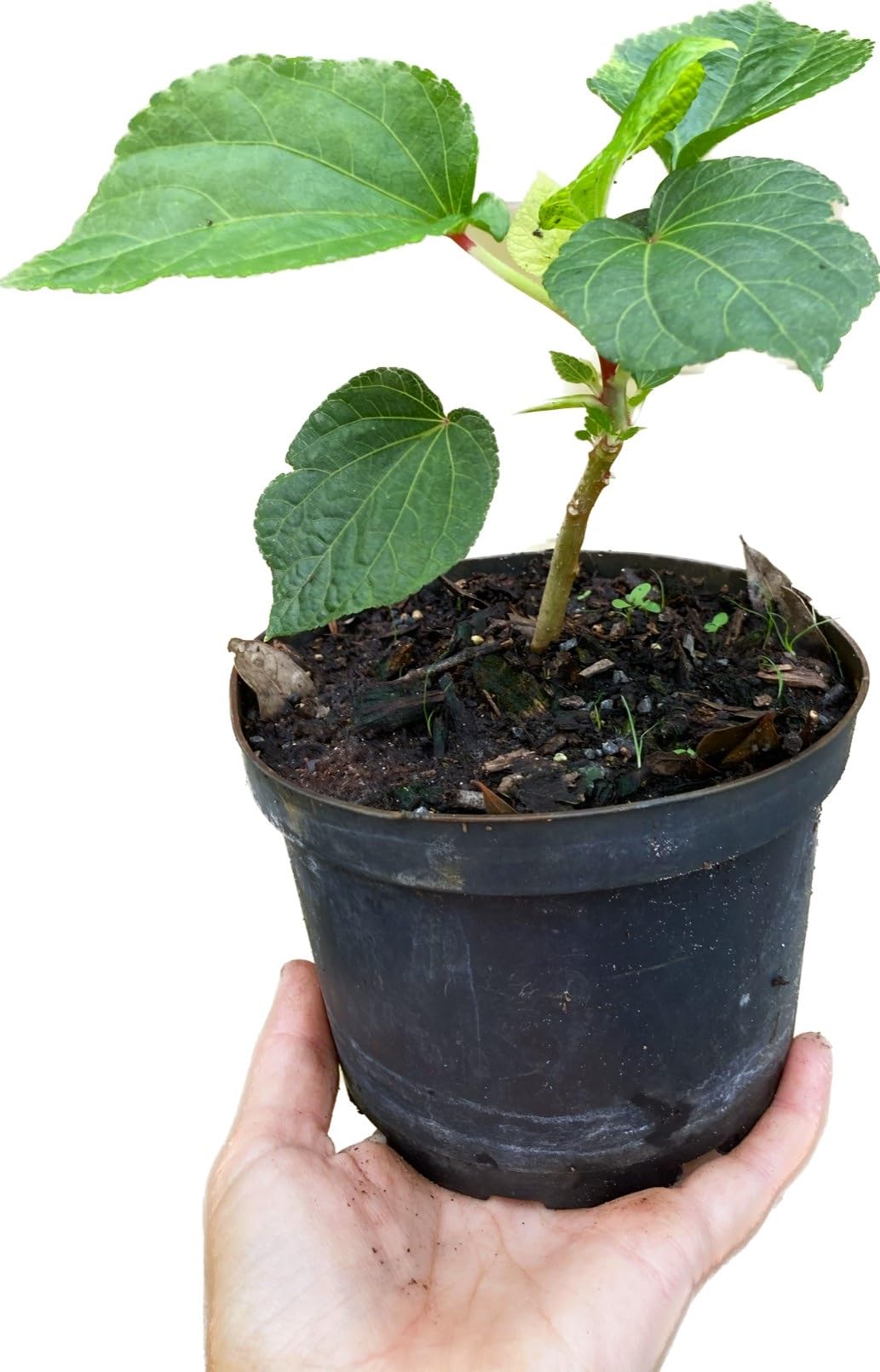 Kiko's Crunchy Edible Hibiscus Salad Tree - Heat Tolerant Greens for Salads, Smoothies & Garnishes | Perfect for Home Gardens & Organic Cooking