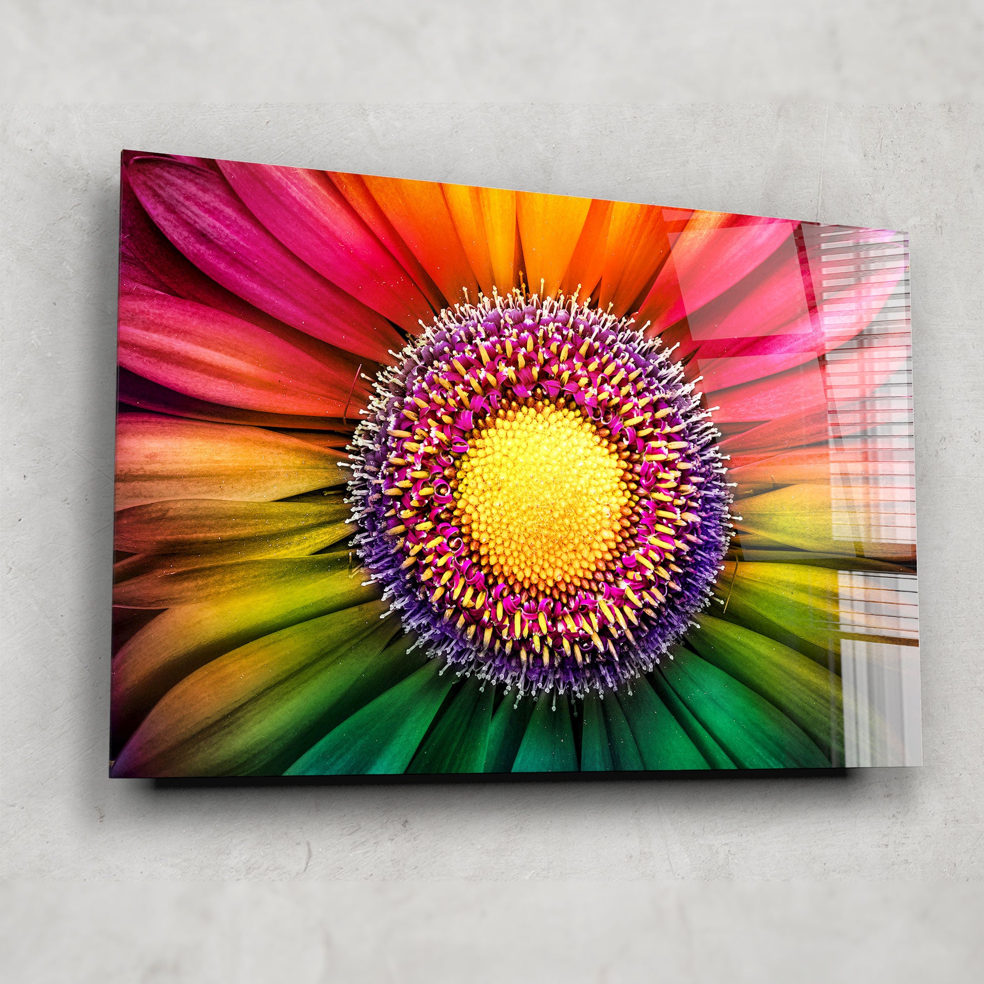 Fresh Gerbera Daisy Flowers - Bright & Cheerful Bouquets for Home Decor, Weddings & Special Occasions