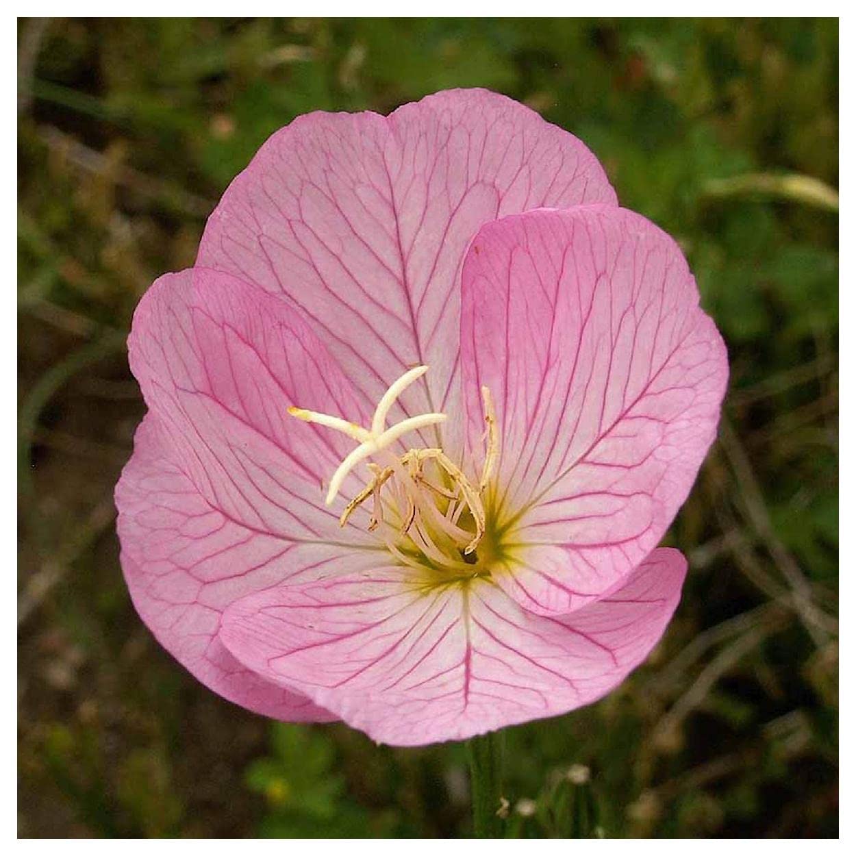 2000 Showy Evening Primrose Native Wildflower Seeds - Premium Gold Vault Jumbo Seed Packet for Gardening, Landscaping & Pollinator Gardens - Attracts Butterflies & Bees - Everwilde Farms