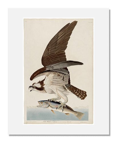 John James Audubon The Birds of America Plate 81 Fish Hawk Print - Premium Wildlife Art Reproduction for Home Decor, Office & Gift Giving