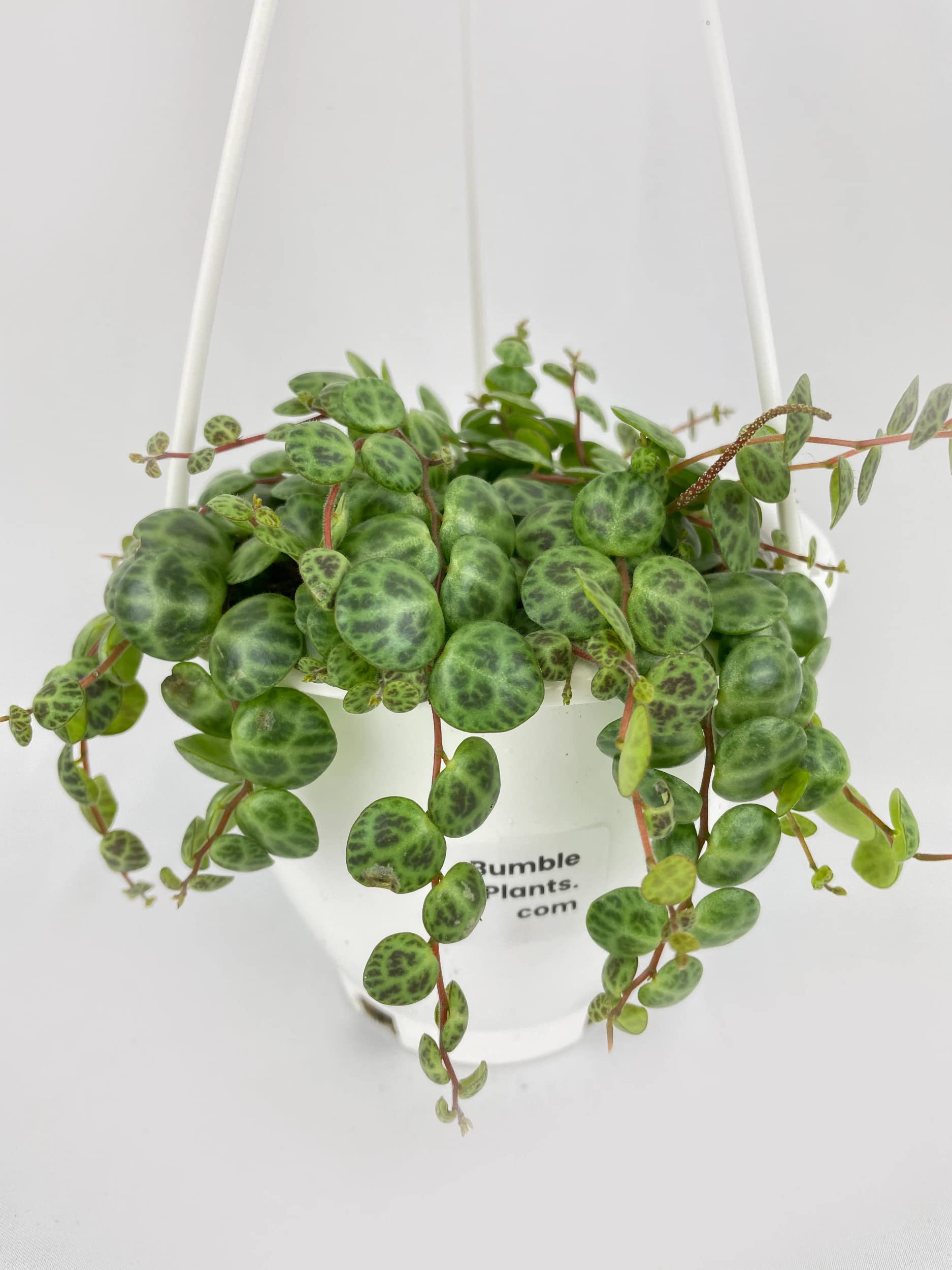 Bumble Plants String of Turtles Succulent - Live Potted Peperomia Prostrata Houseplant for Home & Office Decor | Indoor Hanging Plant for Shelves, Desks & Windowsills