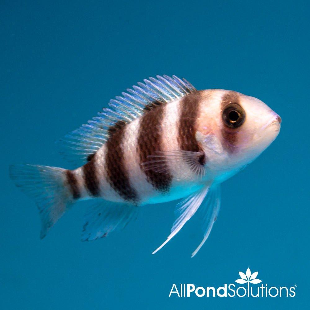 Premium Frontosa Cichlid (Cyphotilapia frontosa) - Live African Cichlid Fish for Aquarium & Fish Tank Enthusiasts | Perfect for Large Home Aquariums & Aquatic Displays