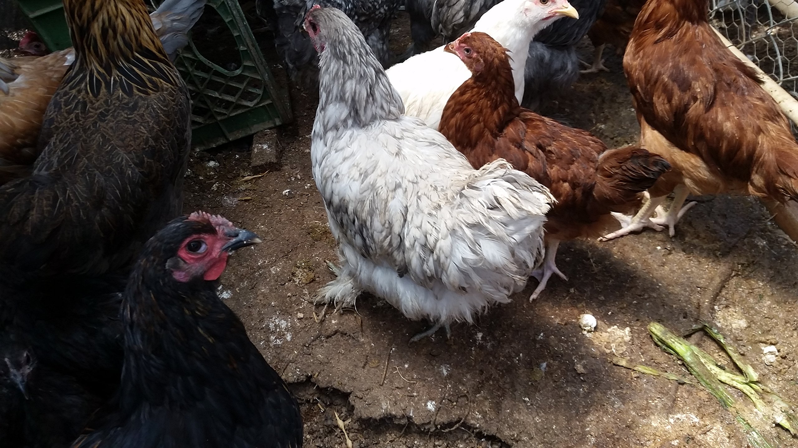 6 Fertile Chicken Hatching Eggs for Backyard Farming & Homesteading | Fresh Poultry Breeding Eggs for Incubation