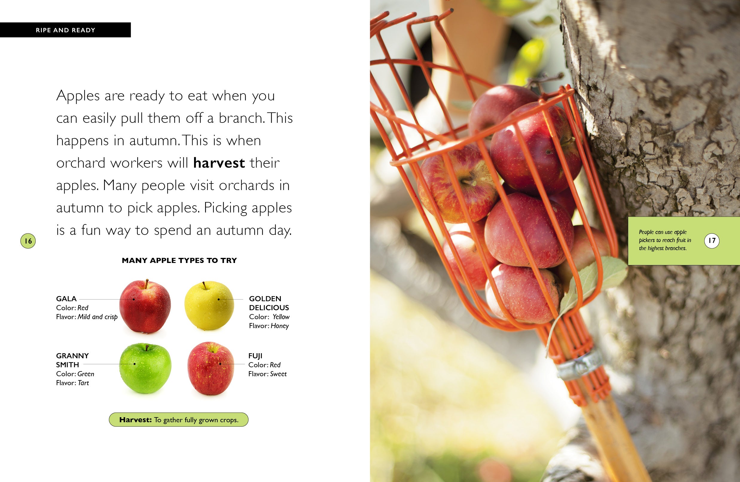 Fresh Organic Apples - Crisp & Juicy for Healthy Snacks, Baking & Smoothies | 9781640268500