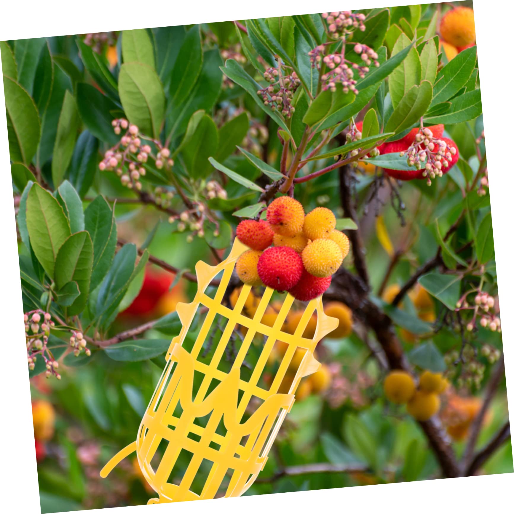 1 Pc Large Anti-Scuff Fruit Picker Basket - Long Reach Nut Gatherer for Pecan, Chestnut, Bayberry & Dates (Yellow) - Perfect for Harvesting, Gardening and Outdoor Fruit Collection