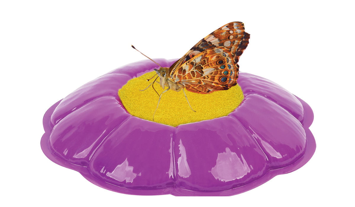 Insect Lore Butterfly Garden Kit with Voucher (PREPAID) - Grow Live Butterflies at Home for Kids Educational STEM Activity