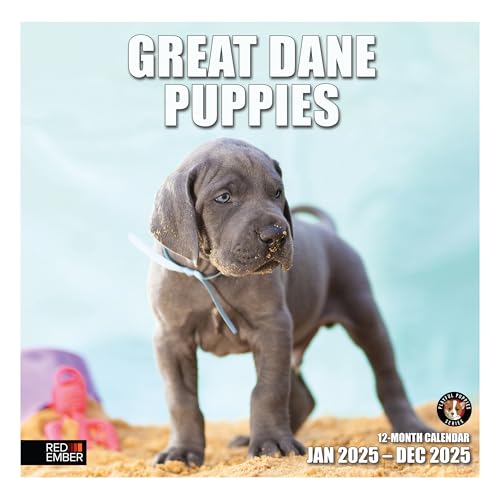12 - Great Dane Puppies