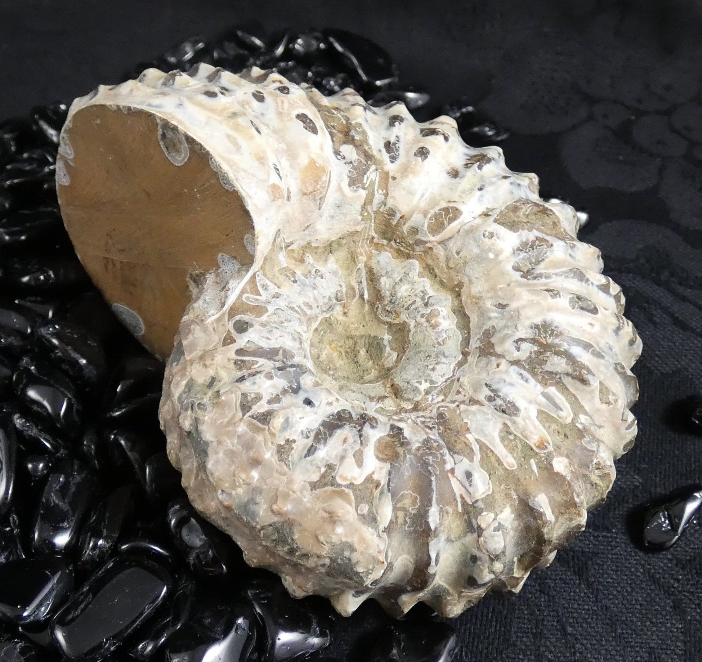 Authentic Ammonite Fossil Specimen - Natural Prehistoric Stone for Collectors, Home Decor & Gifts | Perfect for Geology Enthusiasts, Office Display & Meditation Space