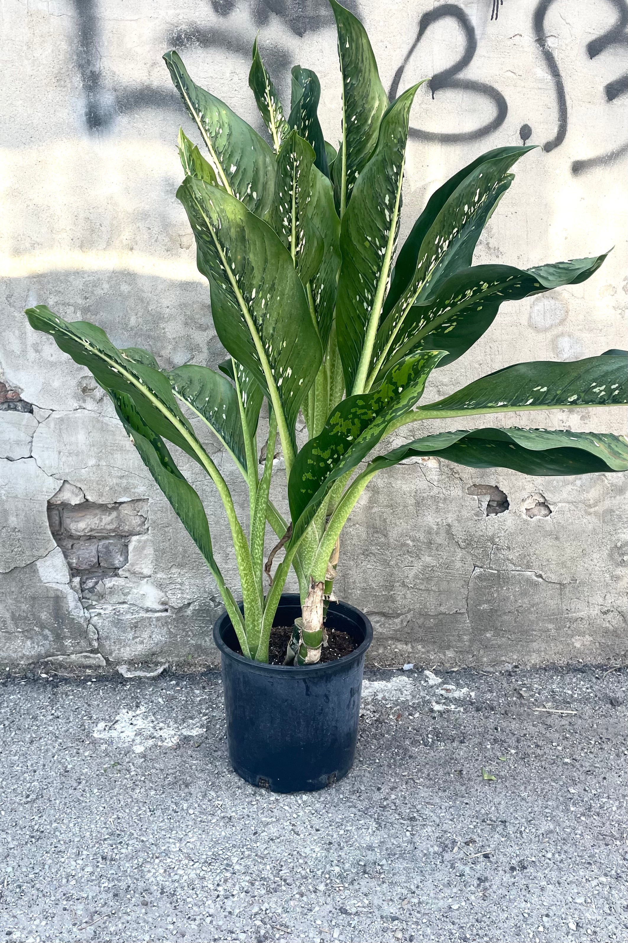 Dieffenbachia 'Crocodile' 12