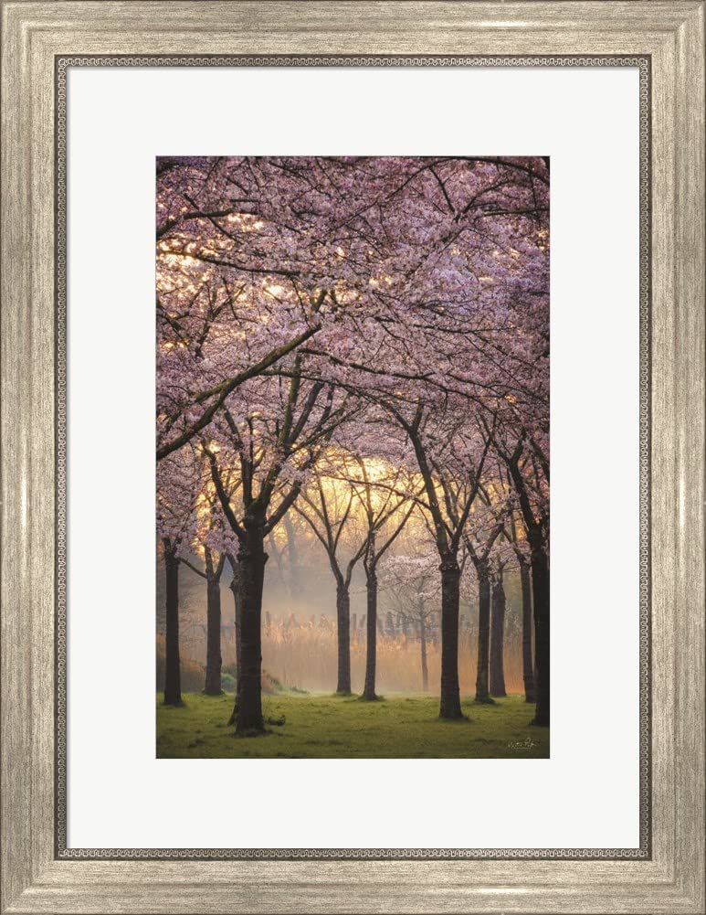 Martin Podt Framed Art Print - Cherry Trees at Sunrise, Silver Scoop Frame 19x24 Inches - Perfect for Living Room, Bedroom & Office Decor