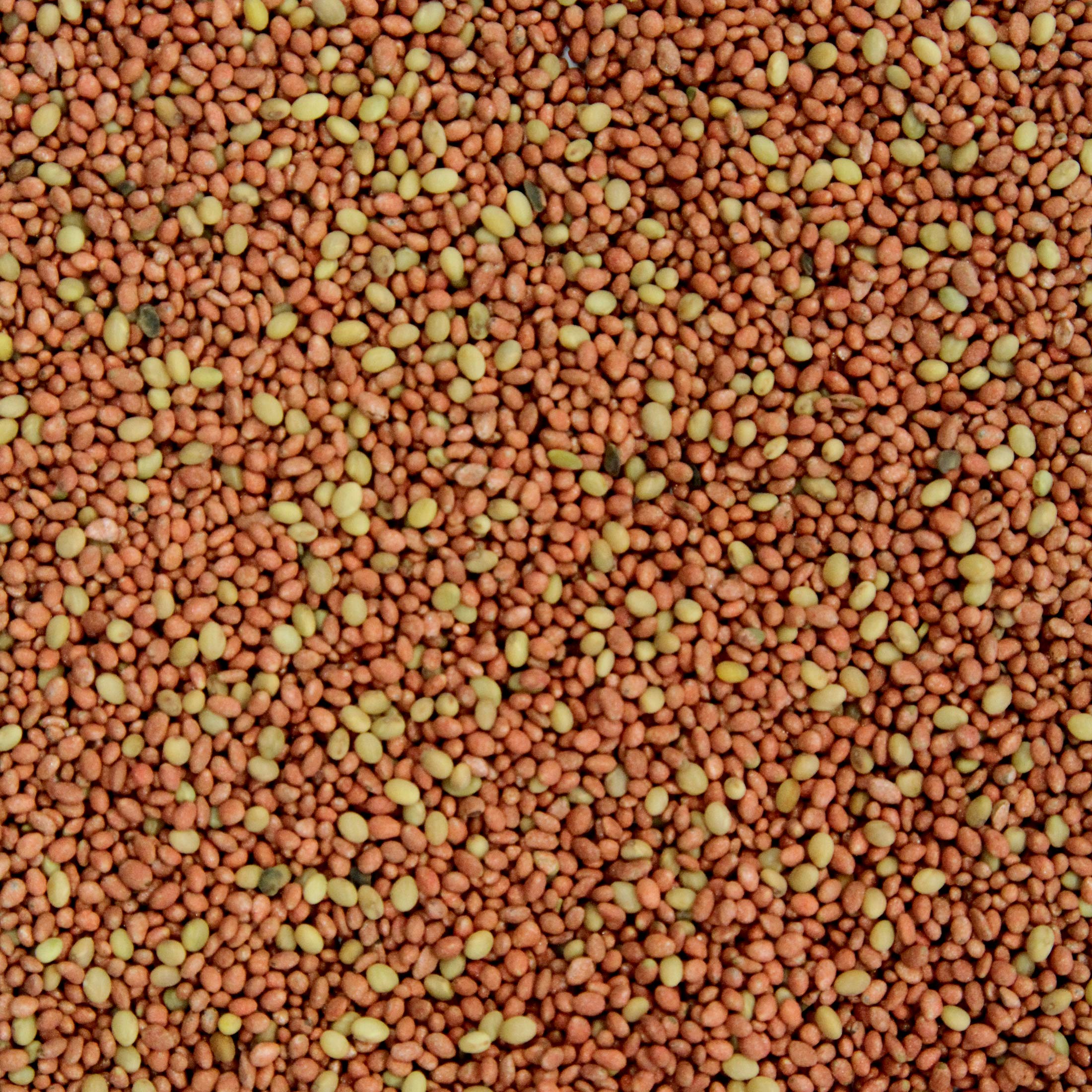 Crush Pro Clover Deer Food Plot Seed - 6 Premium Clover Varieties for Spring & Fall Planting (2 lbs Covers 0.25 Acres) | High Palatability Deer Attractant for Hunting & Wildlife Food Plots
