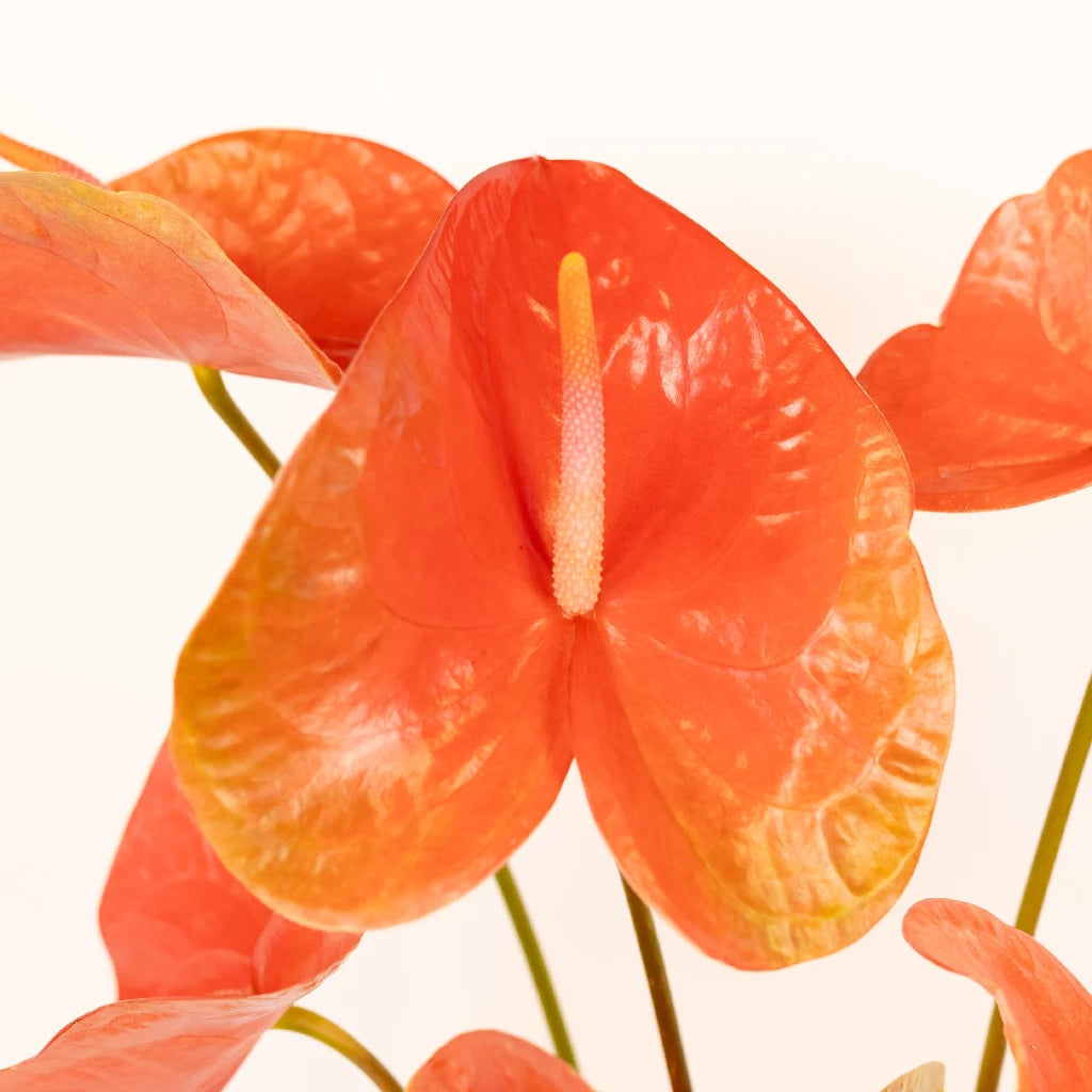 Anthurium Watermelon Obake Tropical Flower - Exotic Live Plant for Home & Office Decor, Gift Idea for Plant Lovers
