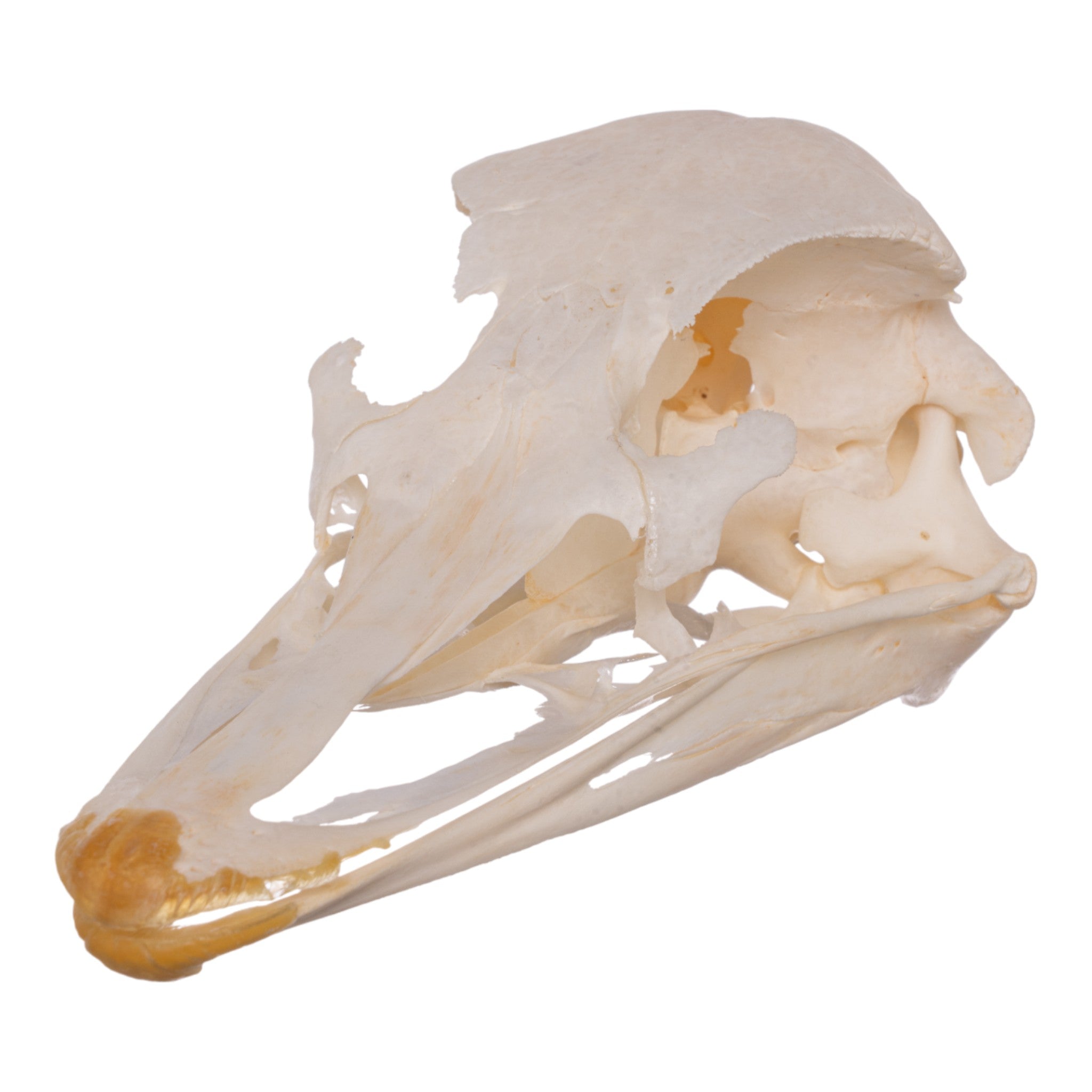 Authentic Ostrich Skeleton Specimen - Perfect for Science Classrooms, Halloween Decor & Educational Displays