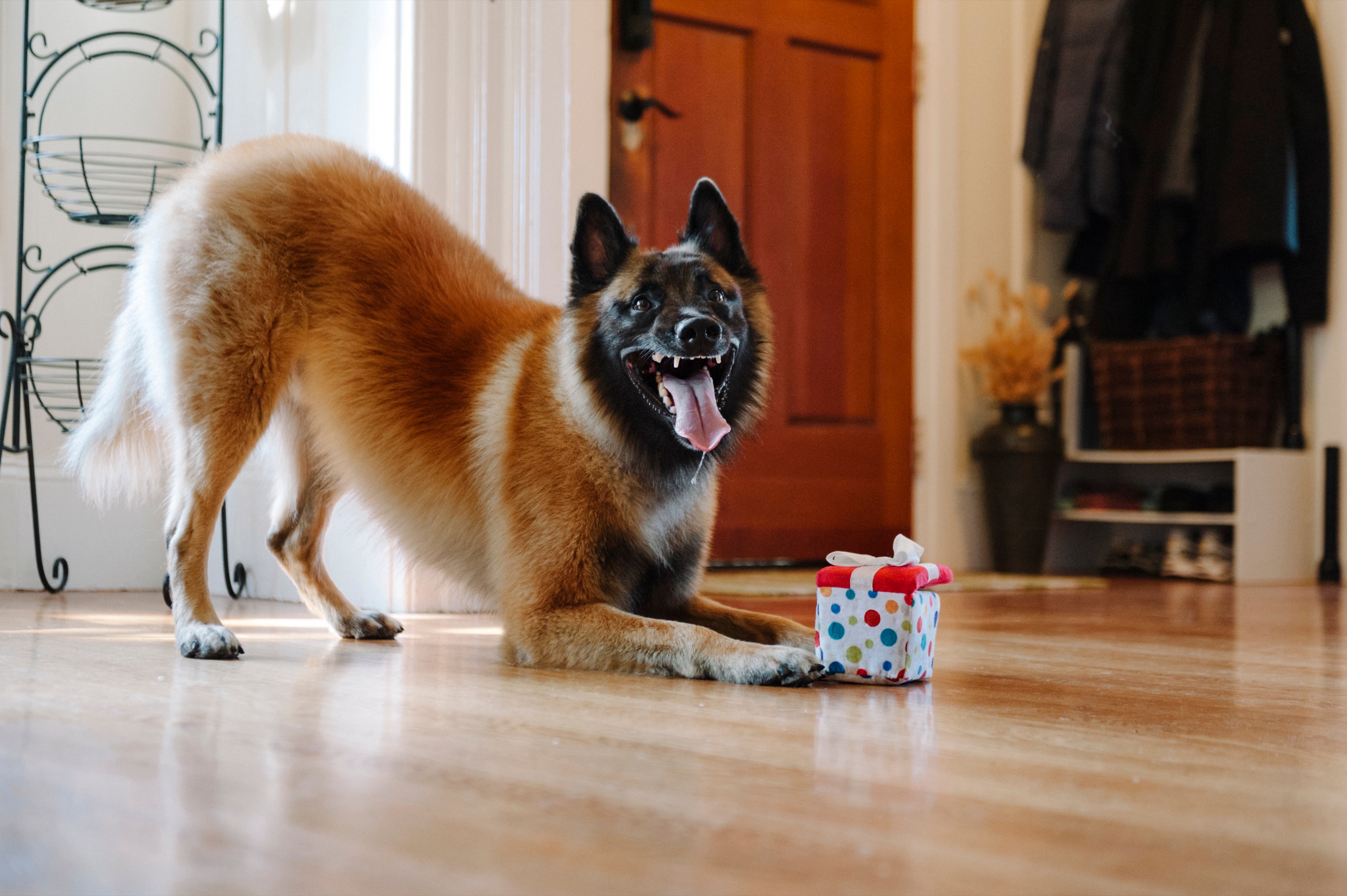 Perfect Gift for Dogs - Party Time™ Plush Dog Toy by Pet P.L.A.Y. | Soft & Durable Chew Toy for Puppies & Adult Dogs - Great for Playtime, Training & Cuddling
