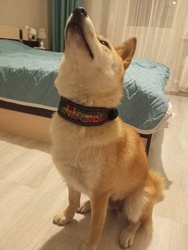 Reflective Nylon Wide Adjustable Dog Collar - Fashion Printed Pet Collars for Medium & Large Dogs - Pitbull, French Bulldog - Sizes S, M, L (Medium, G) - Perfect for Night Walks & Outdoor Adventures