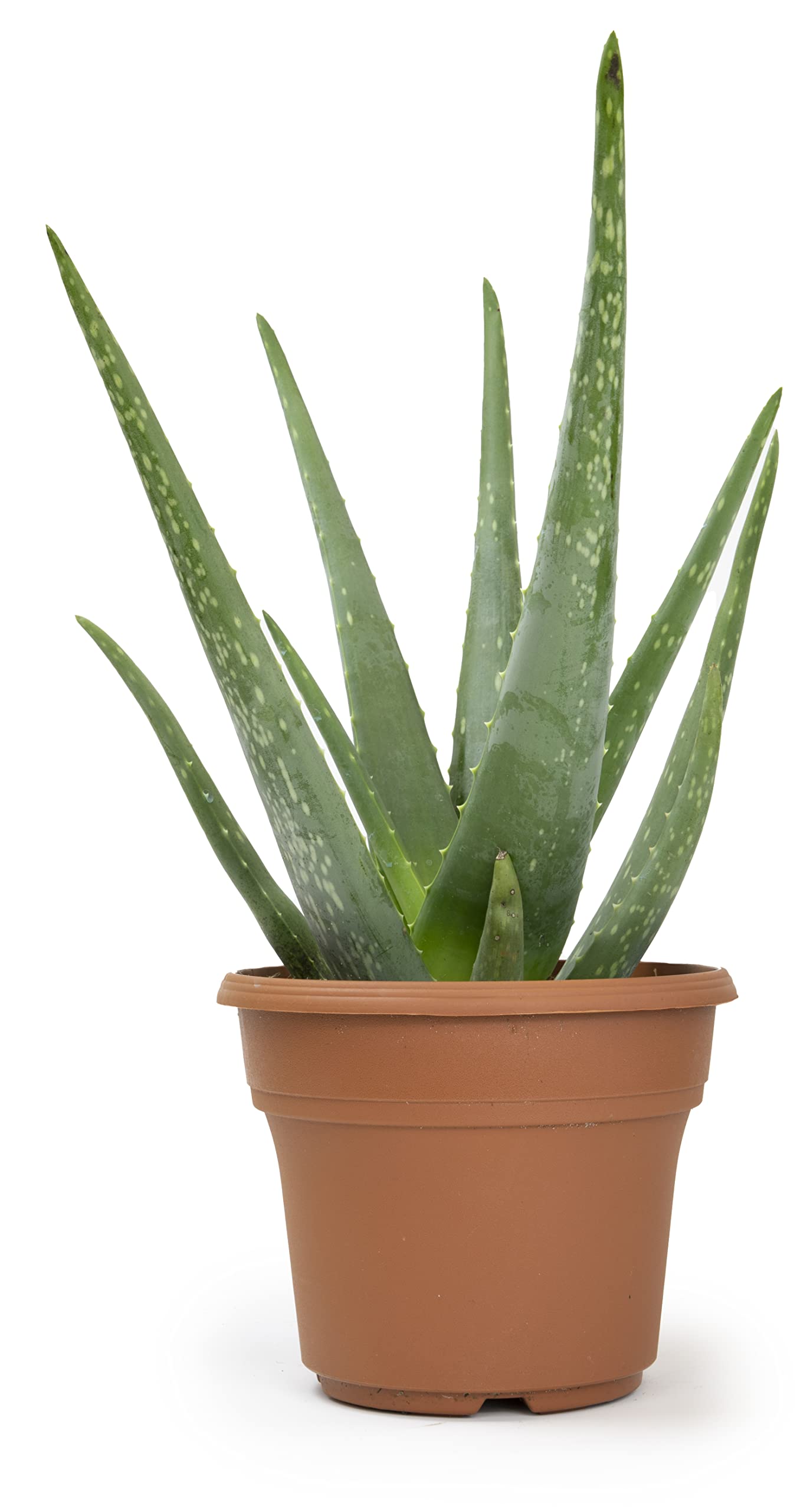 Live Aloe Vera Plant (6 inch) - Indoor Succulent Houseplant for Home, Office & Gifts | Air Purifying, Low Maintenance, Pet-Friendly by Plants for Pets