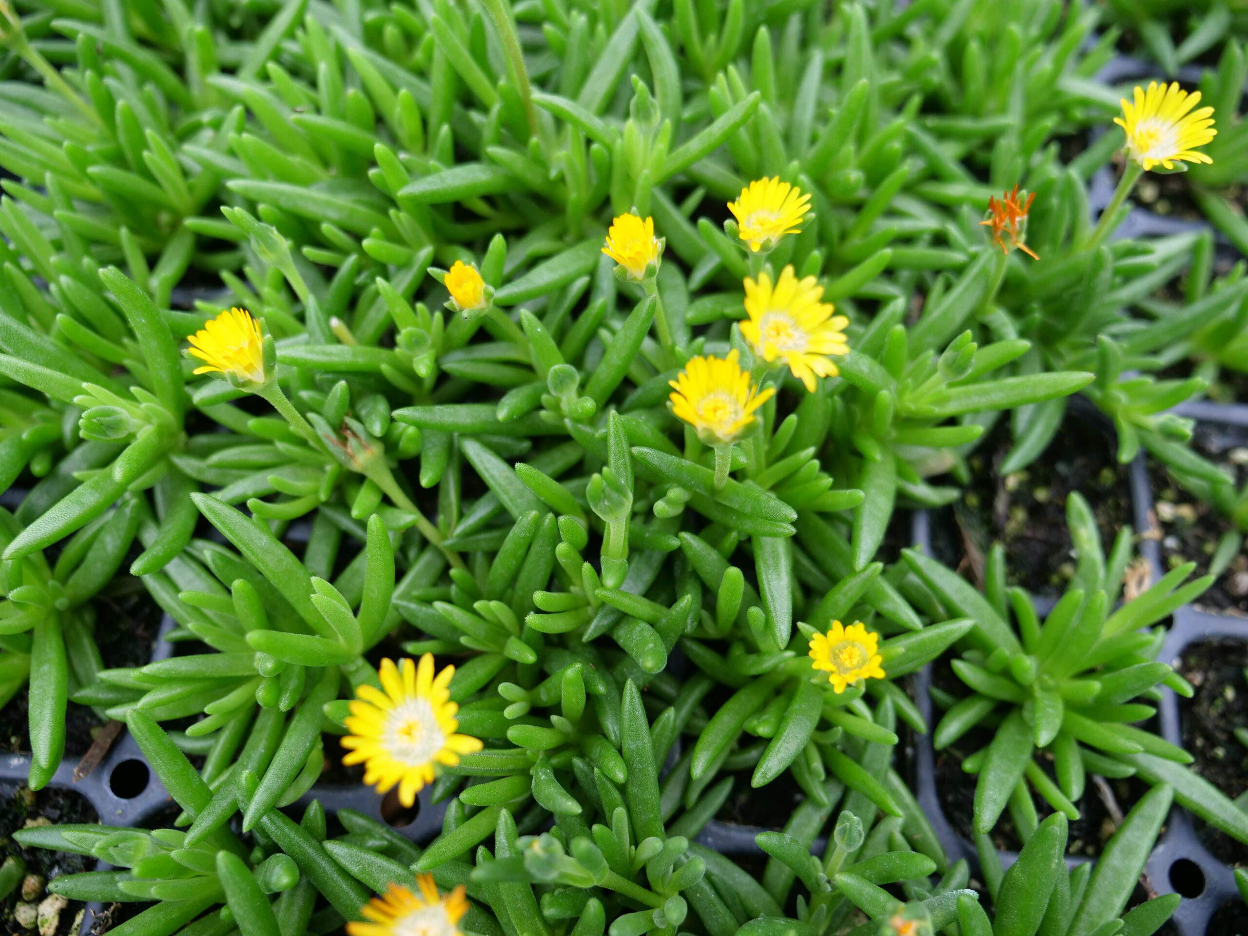 Delosperma Ice Plant - Jewel of Desert Peridot (3-Pot Set) - Drought-Tolerant Ground Cover for Rock Gardens & Xeriscaping