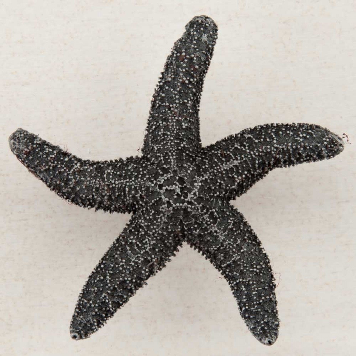 Artisan by Acorn Cabinet Knob - Starfish Design in Antique Pewter Finish - Drawer Pulls & Dresser Handles (1 Knob) - Perfect for Kitchen Cabinets, Bathroom Vanities & Furniture Upgrades