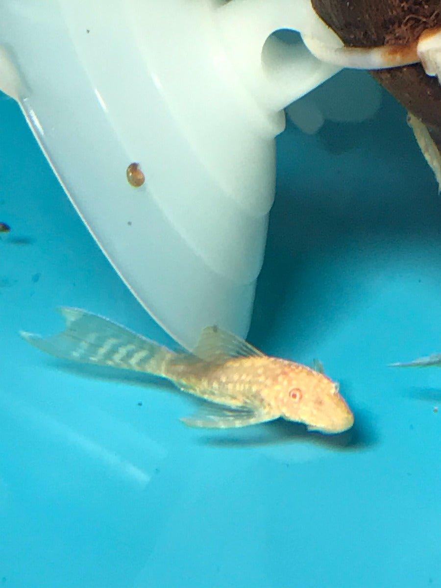 Golden Veil Tail Bristlenose Pleco (Ancistrus sp) - Rare Freshwater Aquarium Fish for Planted Tanks & Community Aquariums