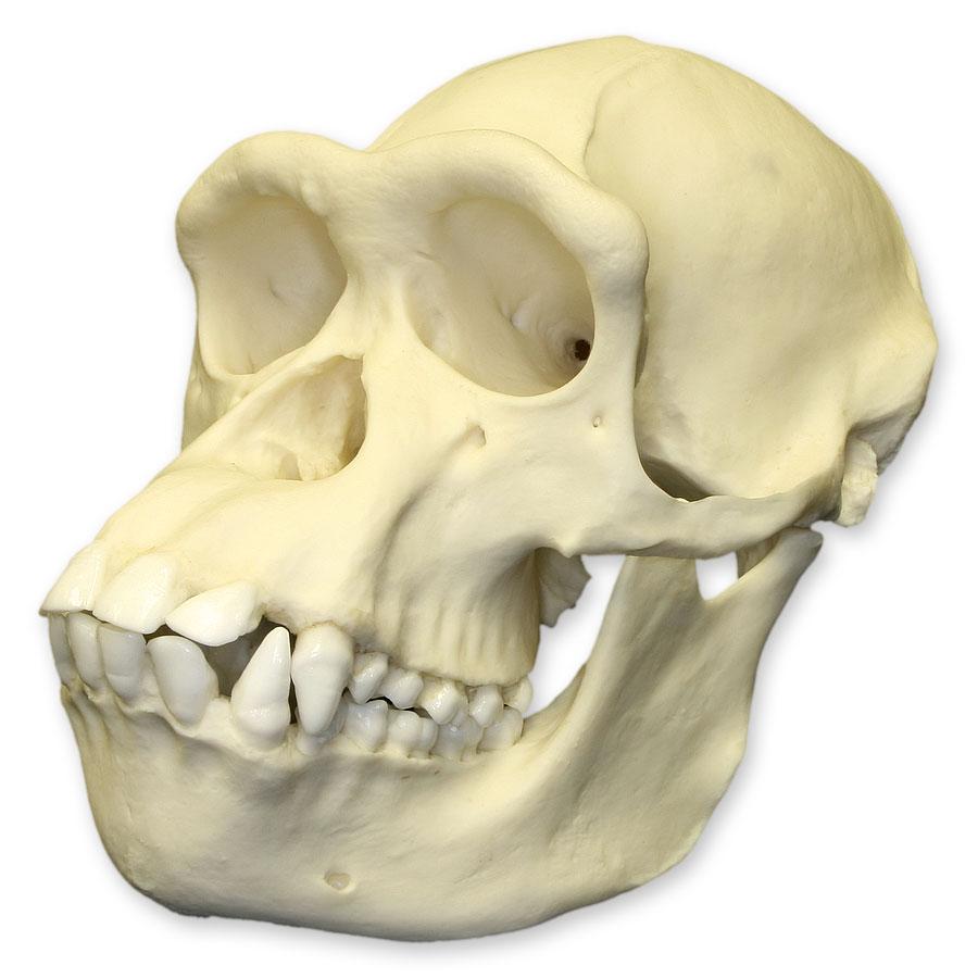 Authentic Replica Chimpanzee Skull - Female Specimen for Science Education & Home Decor | Perfect for Biology Classrooms, Museum Displays & Gothic Home Decor