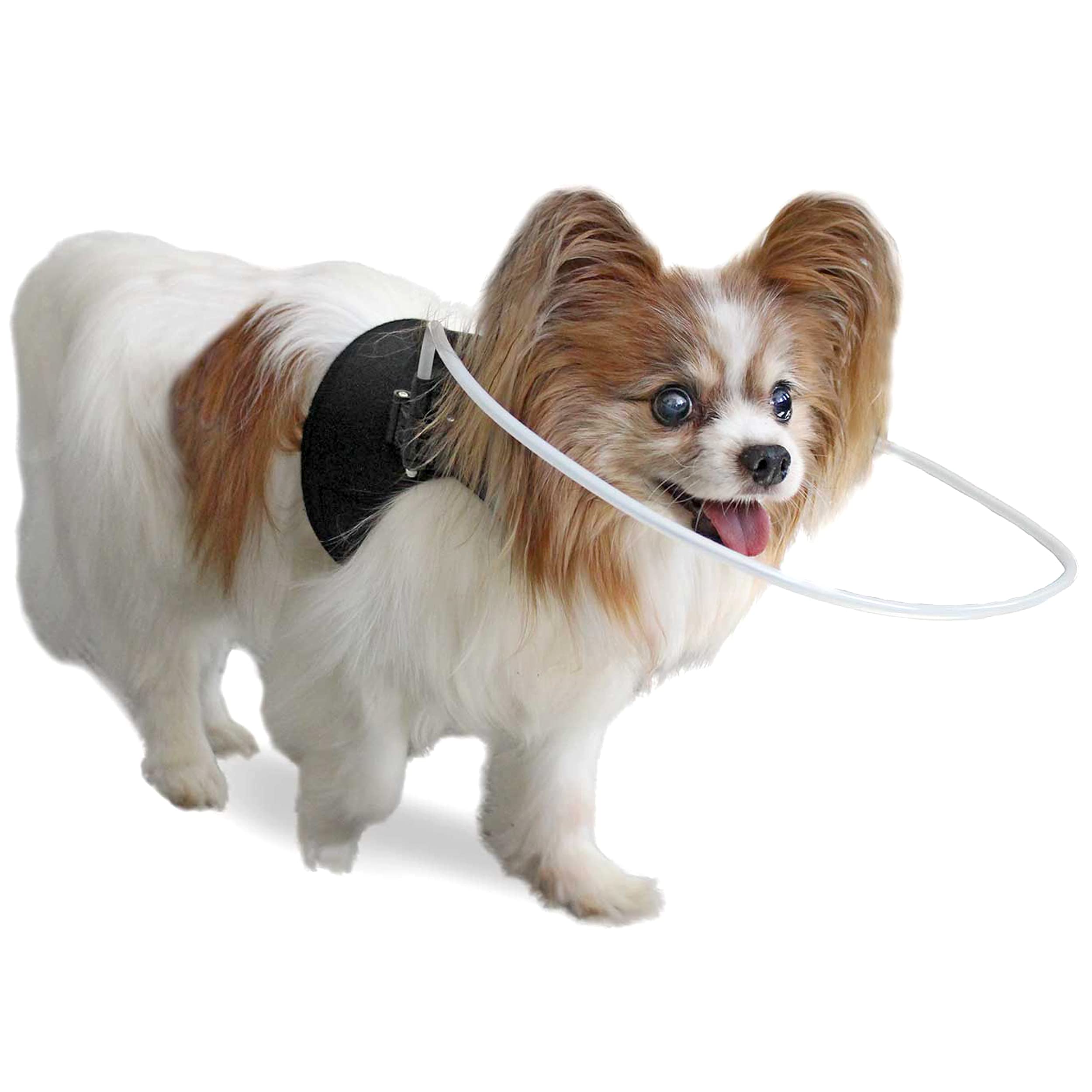 Halo Dog Harness - Adjustable Blind Pet Harness for Small Dogs Under 30lbs | Perfect for Walking & Training