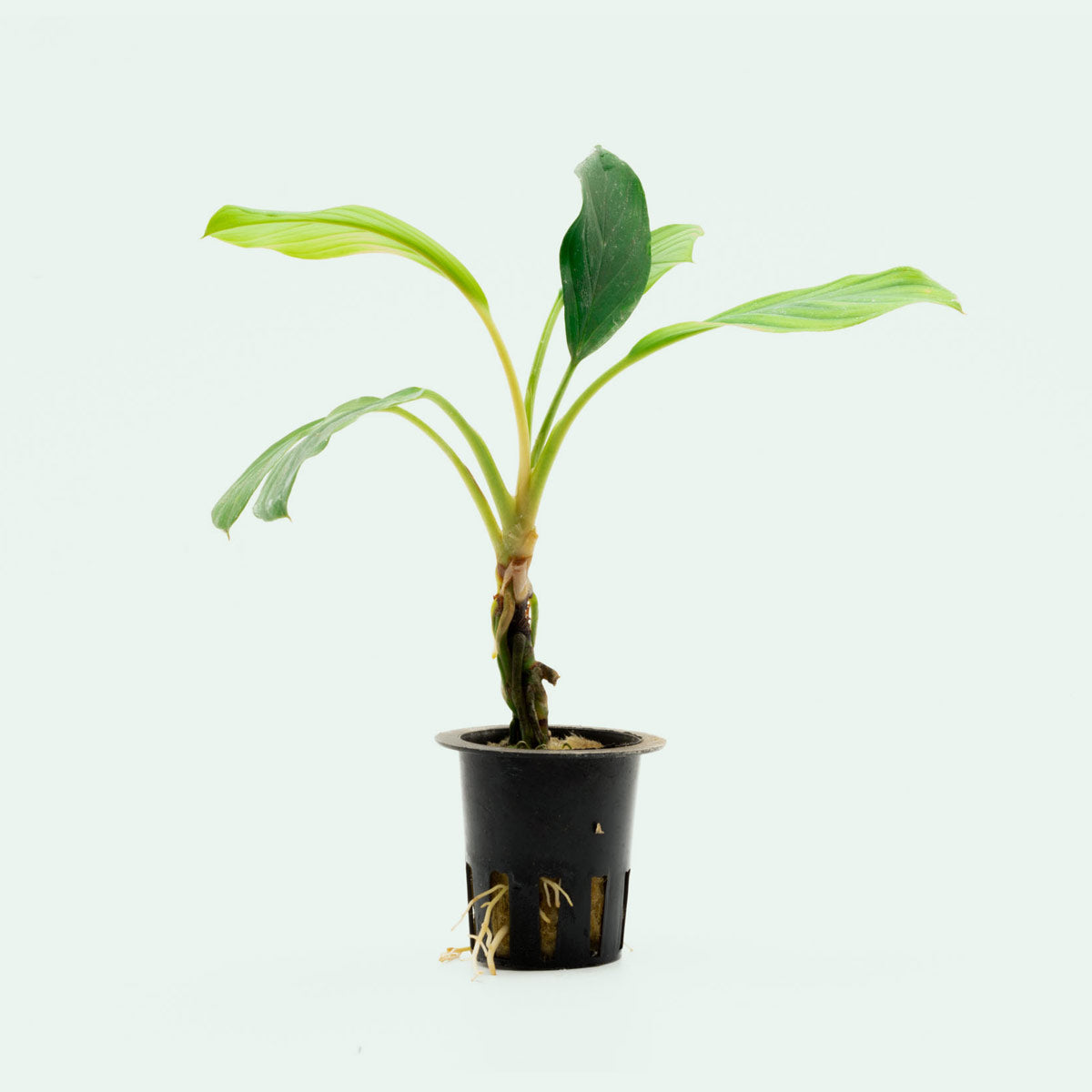Homalomena Silver Plant - Tropical Indoor Houseplant for Home & Office Decor - Perfect for Living Room, Bedroom, and Workspace Greenery