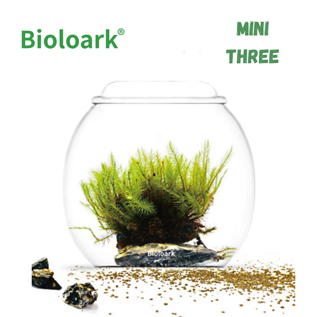 BIOLOARK Mini Bubble Cup Set - 1 or 3 Pack for DIY Terrarium, Fairy Garden & Home Decor - Perfect for Succulents, Air Plants & Creative Landscape Designs