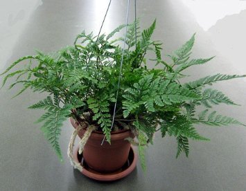 Brown Rabbit's Foot Fern Plant - Davallia Fejeensis - 4 Inch Hanging Basket | Unique Indoor Houseplant from JMBamboo | Perfect for Home Decor, Office Plants & Gift Ideas
