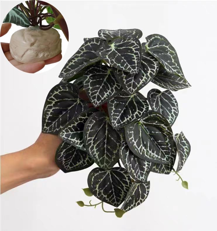 Anthurium Crystallinum