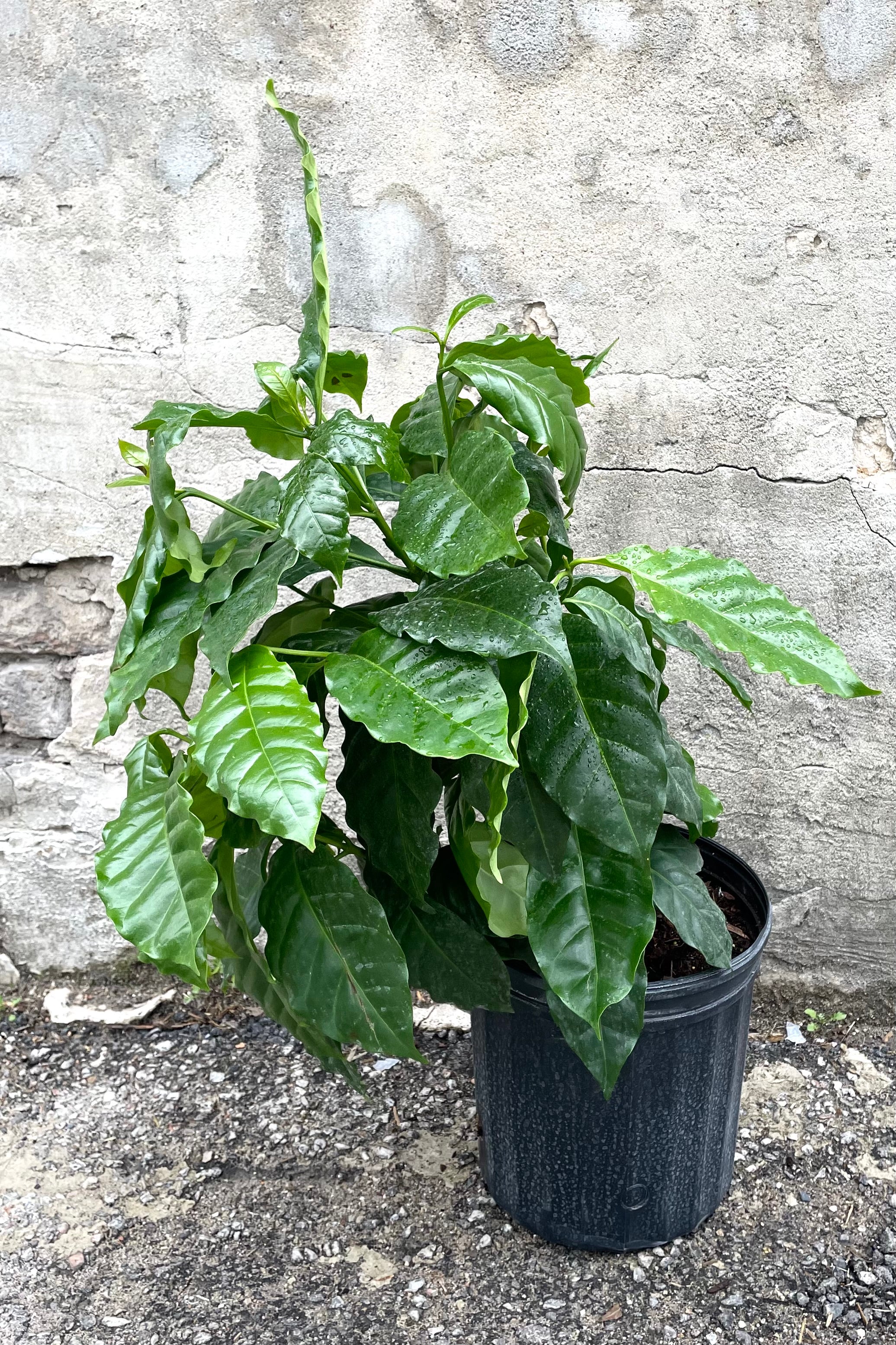 Premium Arabica Coffee Tree Plant - 8