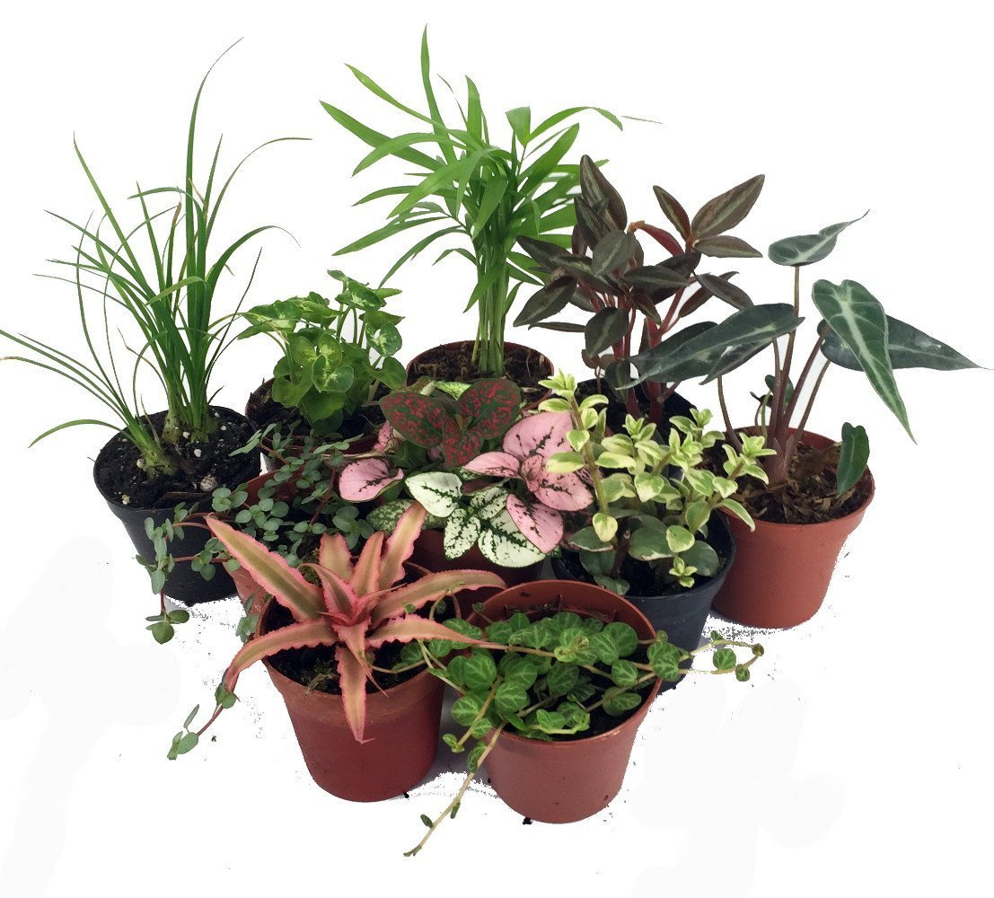 10 Terrarium & Fairy Garden Plants in 2