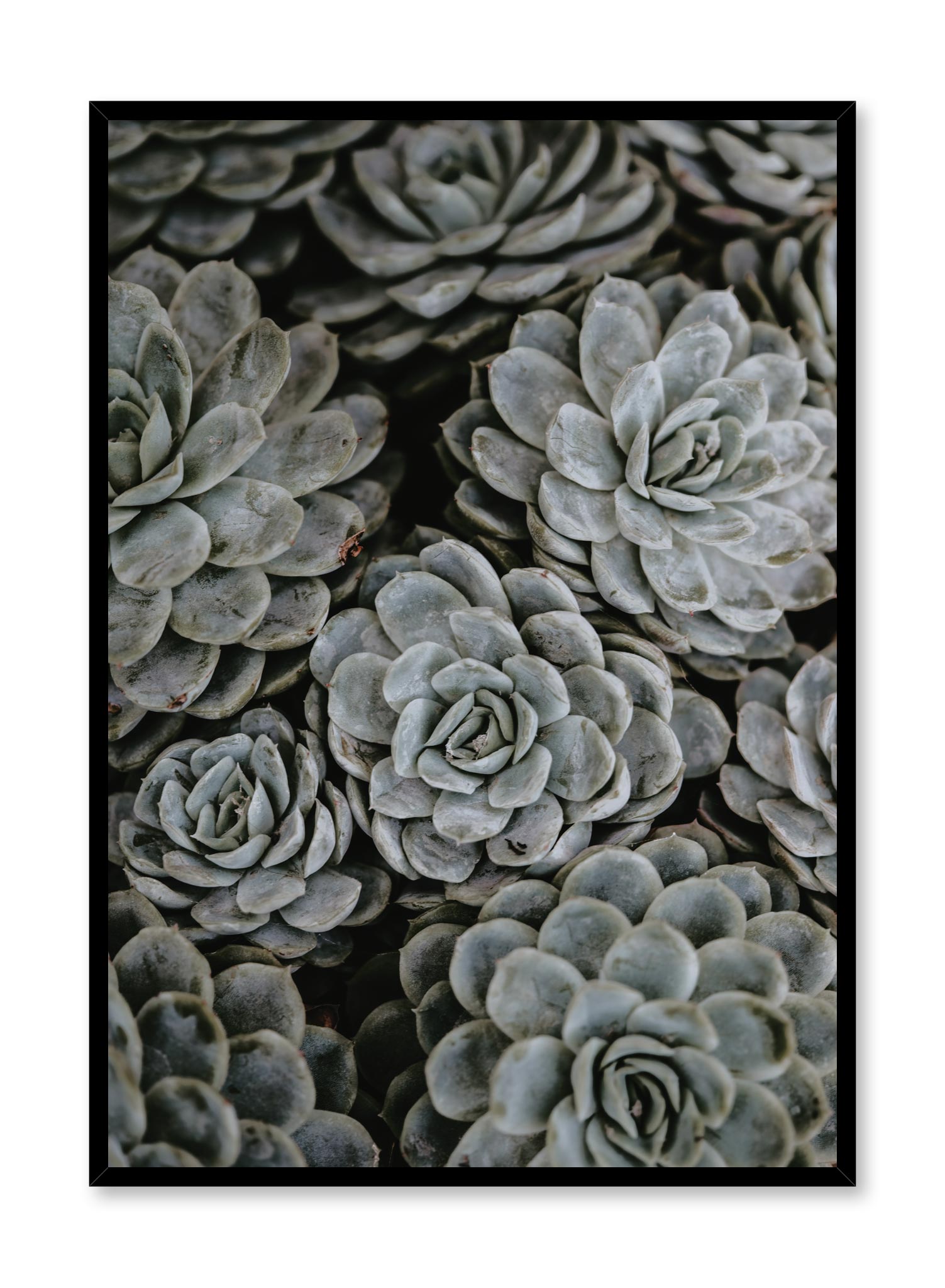 Beautiful Succulent Plants Collection - Perfect for Home Decor, Office Greenery & Gift Ideas | High-Quality Poster Print