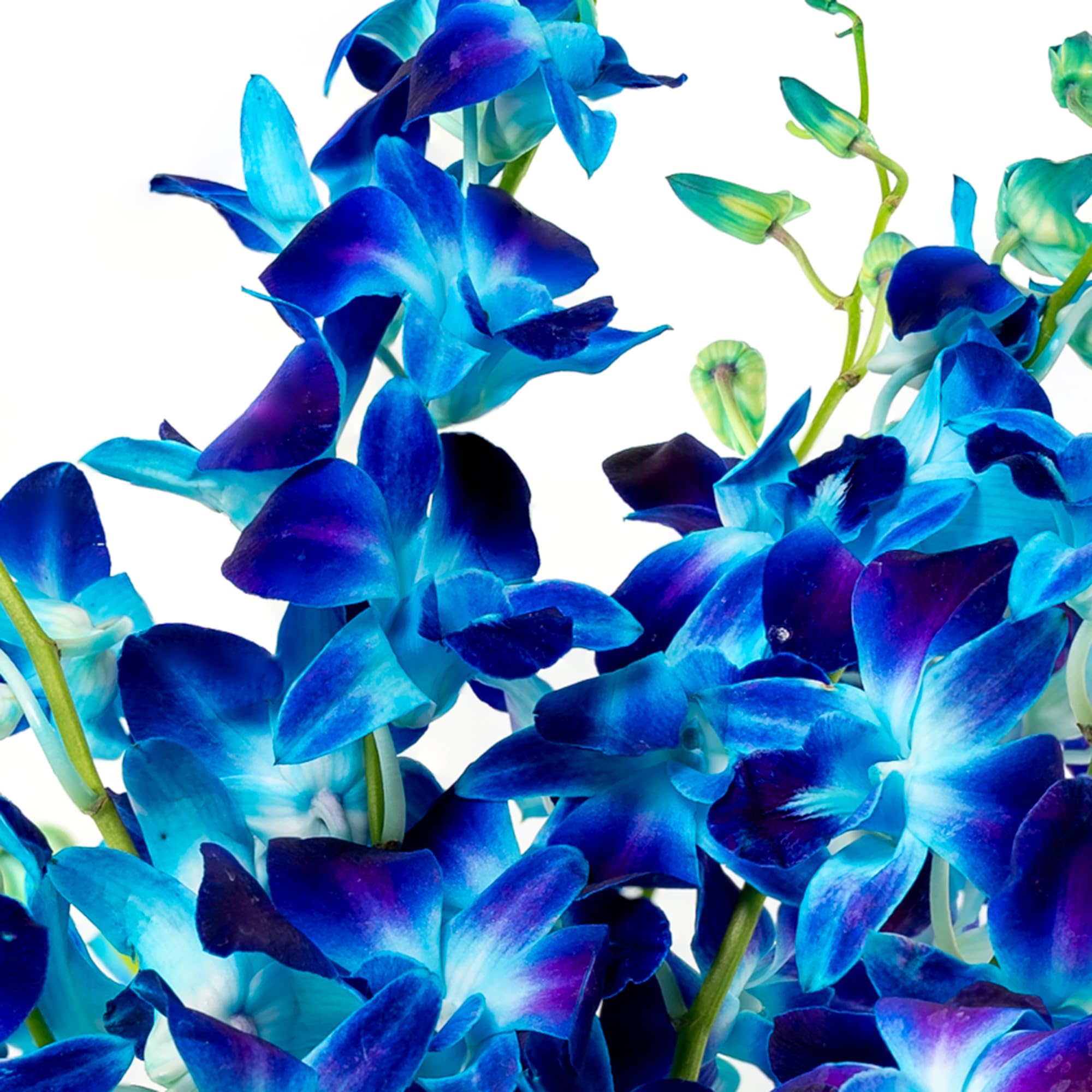 Premium Fresh Cut Blue Orchid Bouquet - 10 Stems Wedding Flowers for Birthdays, Anniversaries & Special Gifts | Long-Lasting Elegant Floral Arrangement for Home Decor, Centerpieces & Romantic Surprises